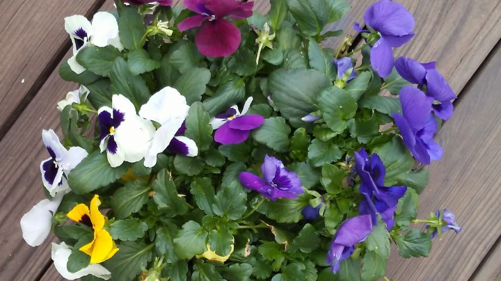 pansies